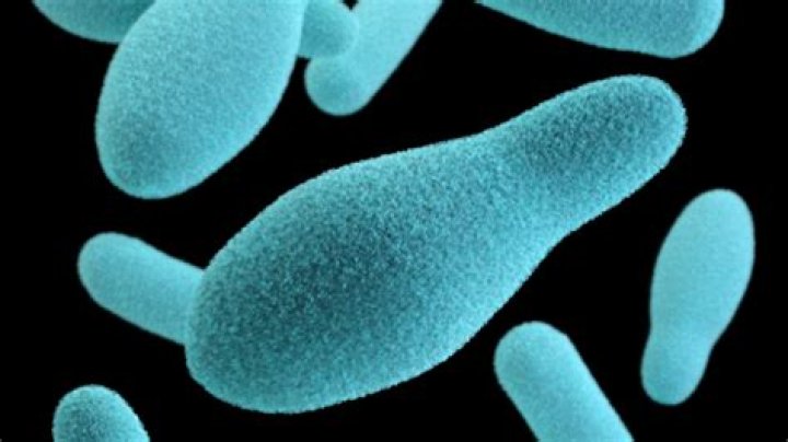 Are botulism spores everywhere?