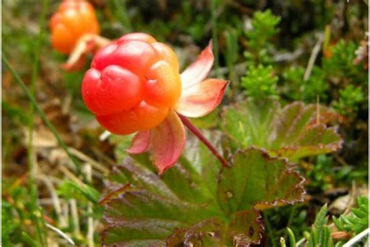 Are cloudberries poisonous?