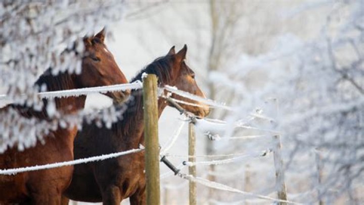 Are horses safe to be around?