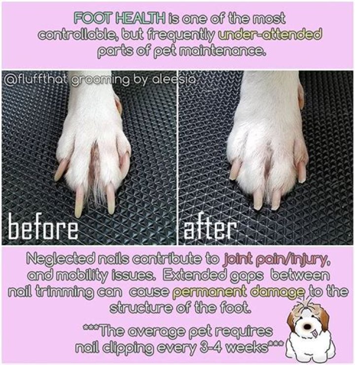 Are Long nails painful for dogs?