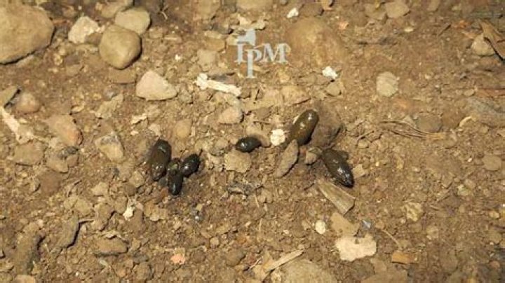 Are mice attracted to dog poop?