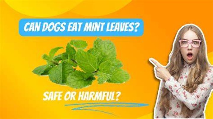 Are mint leaves good for birds?