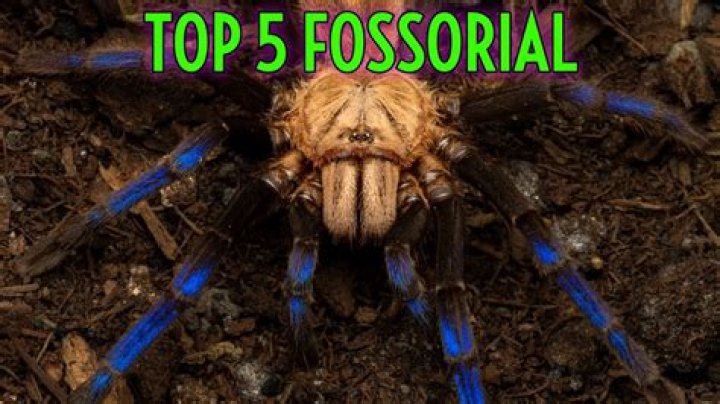 Are rats Fossorial?