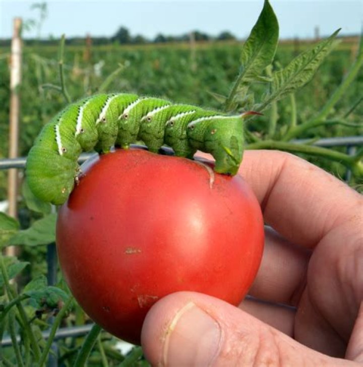 Are tomato hornworms rare?