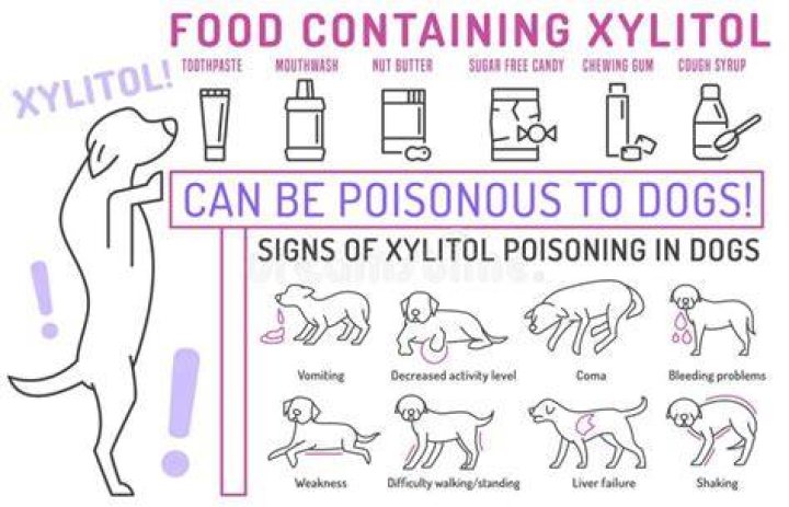 Can a dog survive eating xylitol?