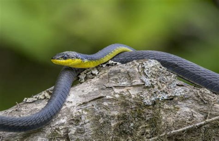 Can a snake squeeze under a door?