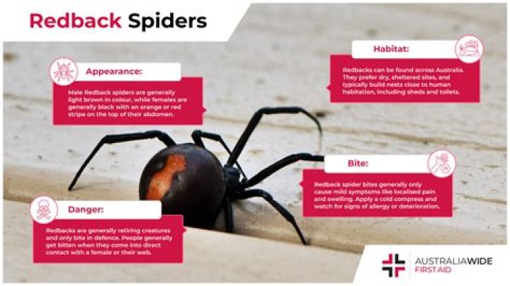 Can a spider bite give you superpowers?