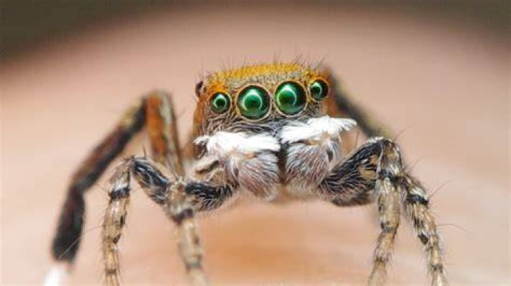 Can a spider live in your hair?