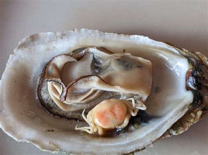 Can a vegan eat oysters?