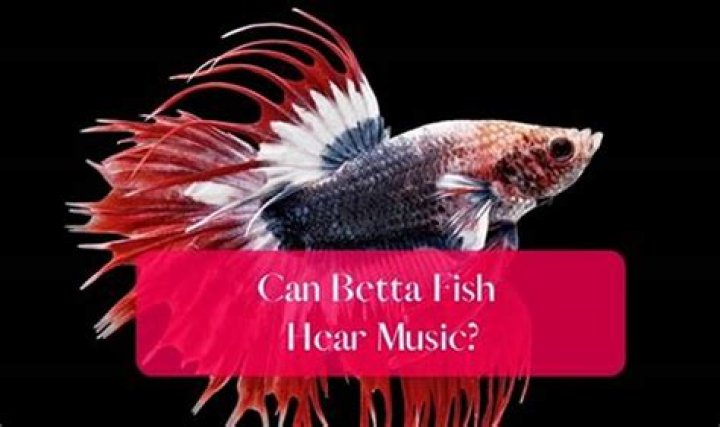 Can betta fish hear music?