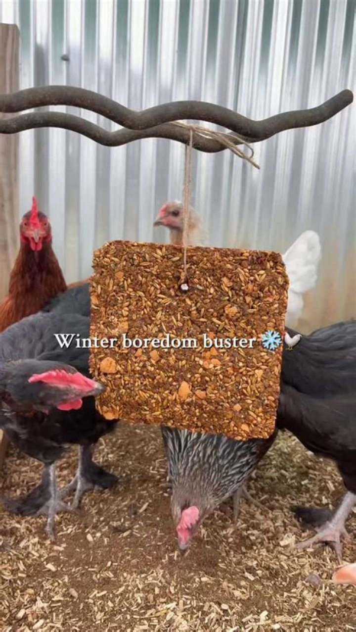 Can birds eat bacon?