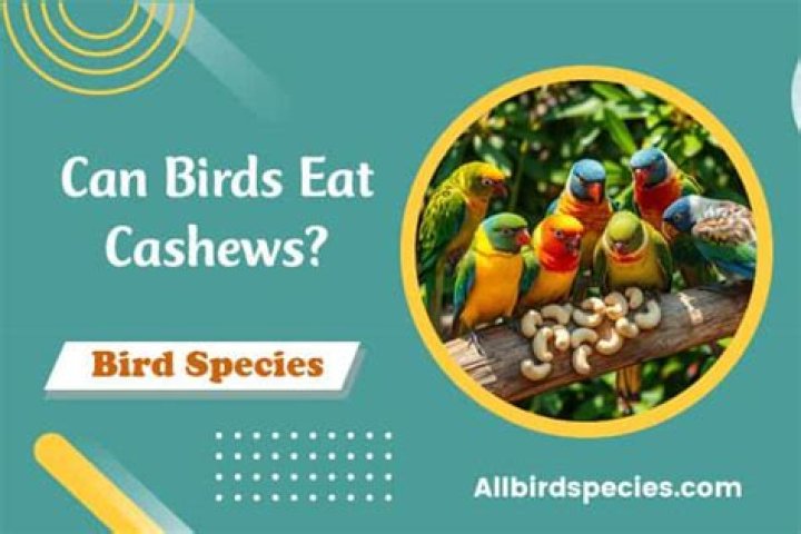Can birds eat cashews?