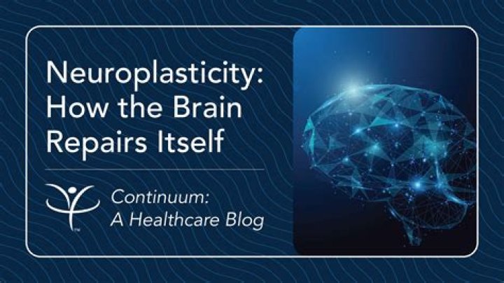 Can brain repair itself?