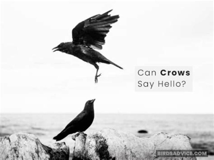Can crows say hello?