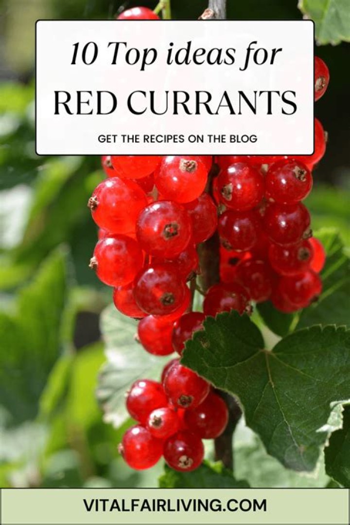 Can I eat red currants raw?