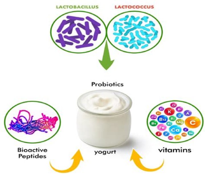 Can I eat yogurt and take probiotics?