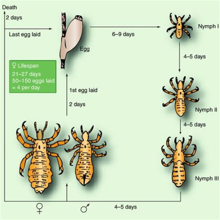 Can lice burrow into skin?