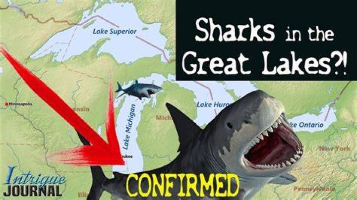 Can Sharks survive in Lake Ontario?