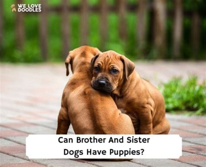 Can you breed a brother and sister dogs from the same litter?