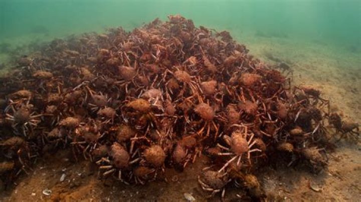 Can you get crabs from bed sheets?