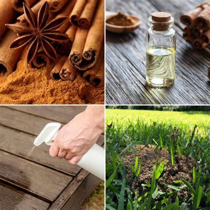 Do ants dislike cinnamon?