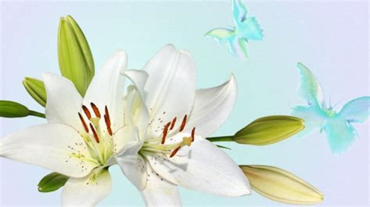 Do any flowers have special meaning in Uzbekistan?