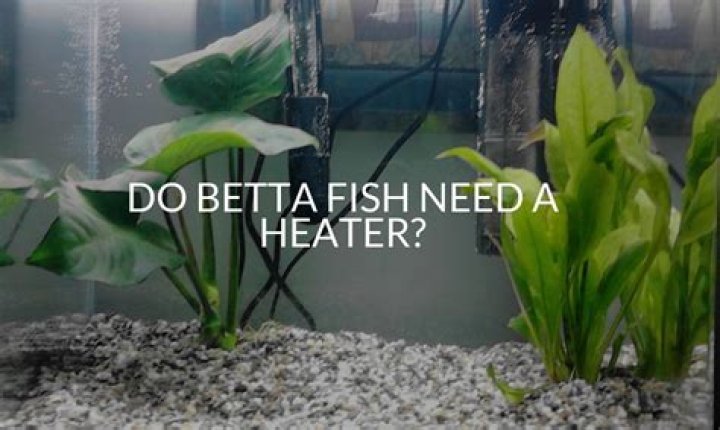 Do betta fish need a heater?