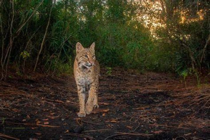 Do bobcats stay in the same area?