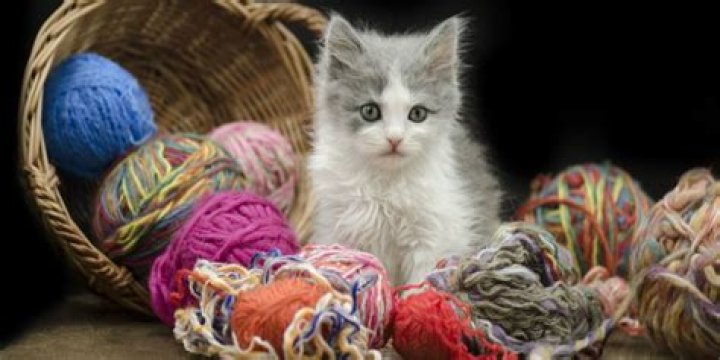 Do cats like getting wet?