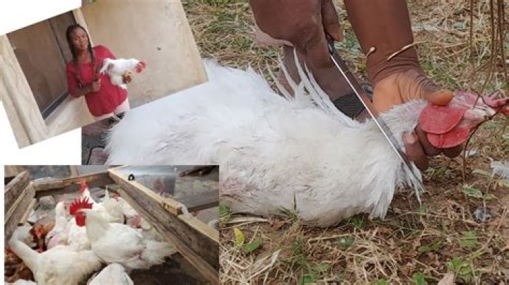 Do chickens get plucked alive?