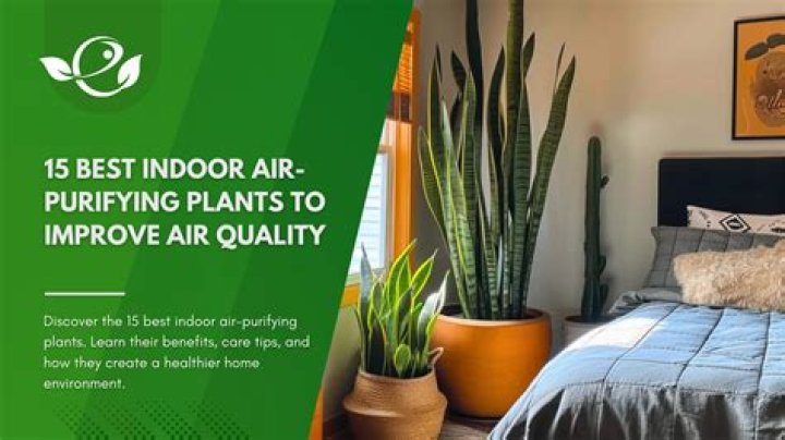 Do Christmas trees purify air?