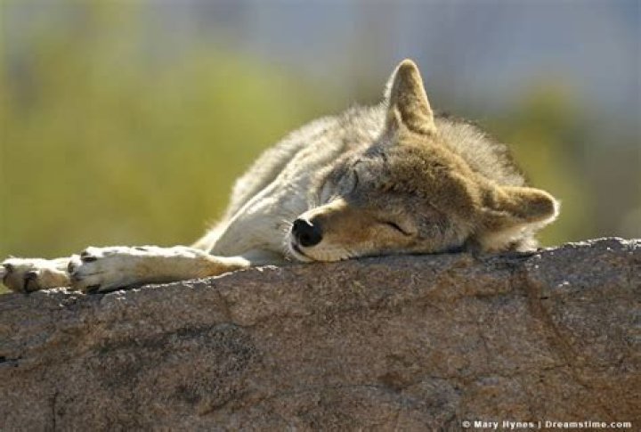 Do coyotes sleep in the same place every night?