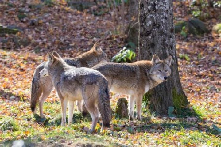 Do coyotes travel the same path?