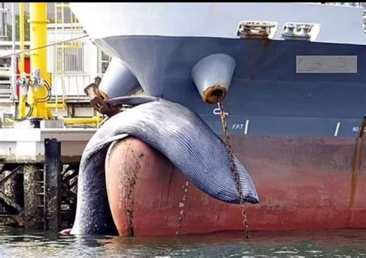 Do cruise ships hurt whales?