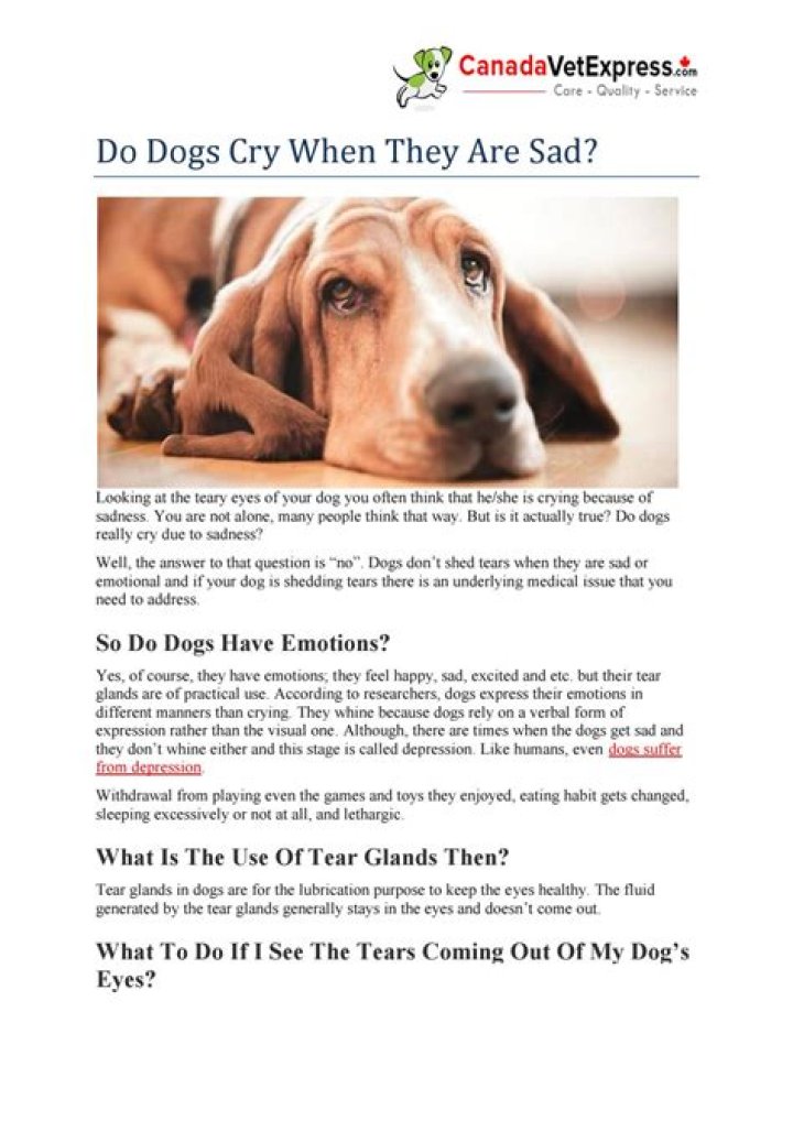 Do dogs cry when they are sad?