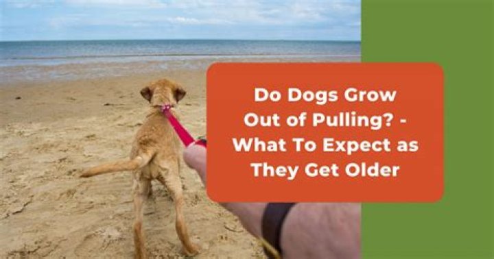 Do dogs grow out of pulling?