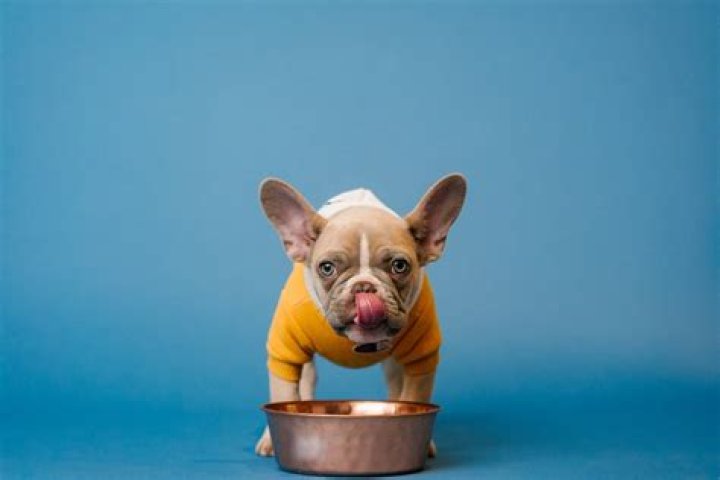 Do dogs taste food?