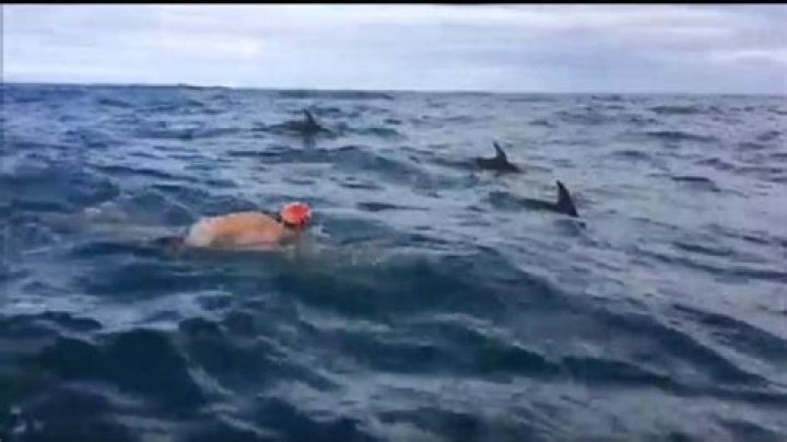 Do dolphins protect swimmers from sharks?