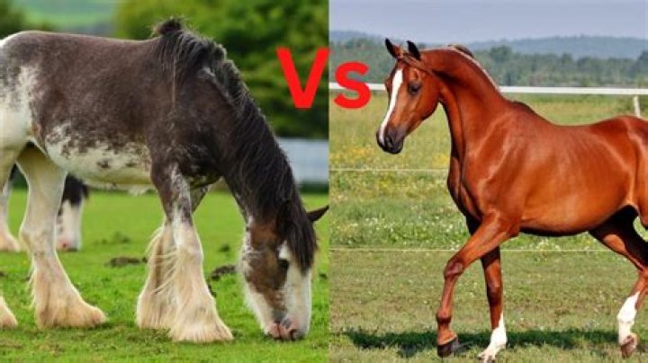 Do draft horses eat more than regular horses?