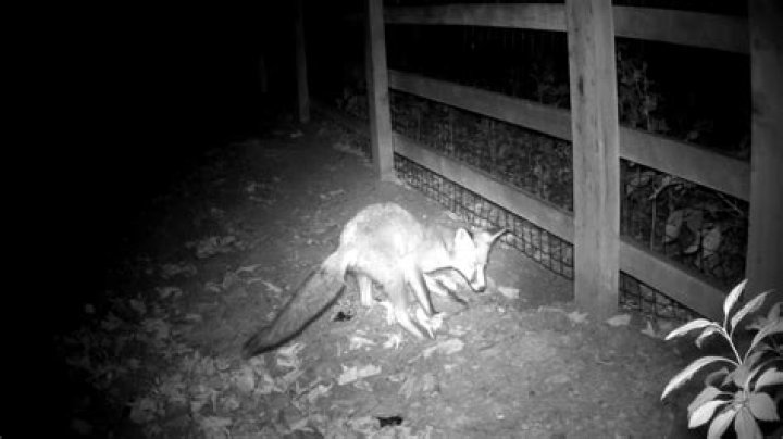 Do foxes dig under fences?