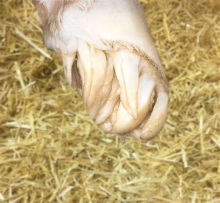 Do horse feel their feet?
