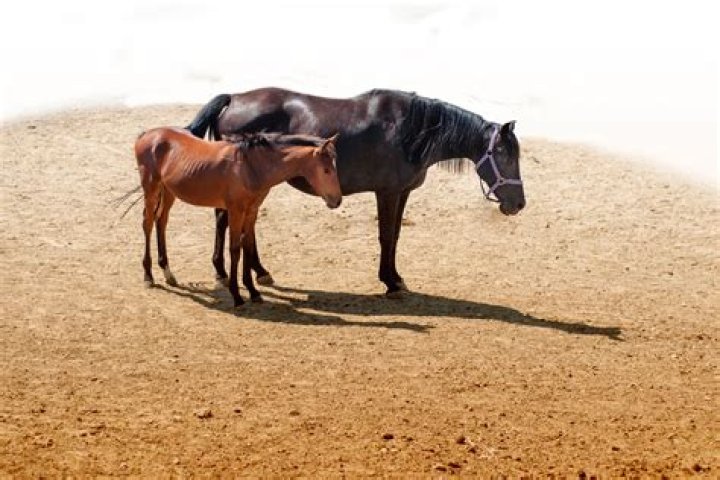 Do horses like lights on at night?