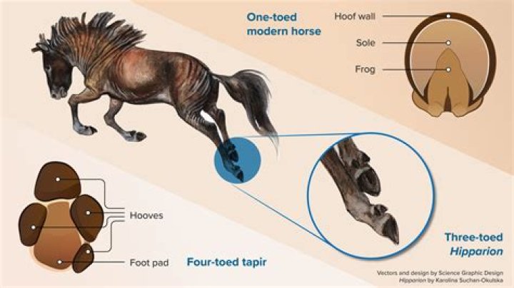 Do horses like to have their ears rubbed?
