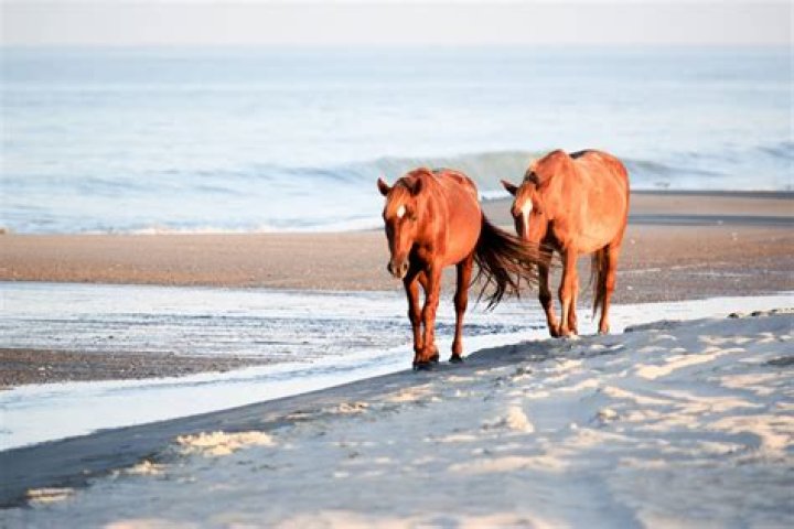 Do horses need a bath?
