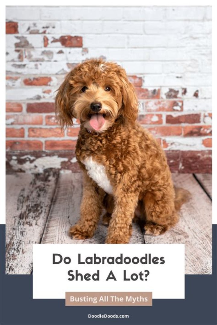 Do Labradoodles shed a lot?