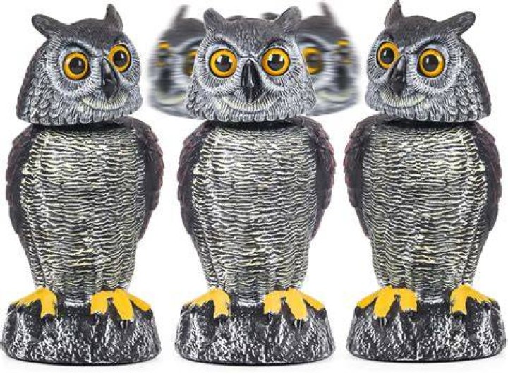 Do owl decoys scare crows?