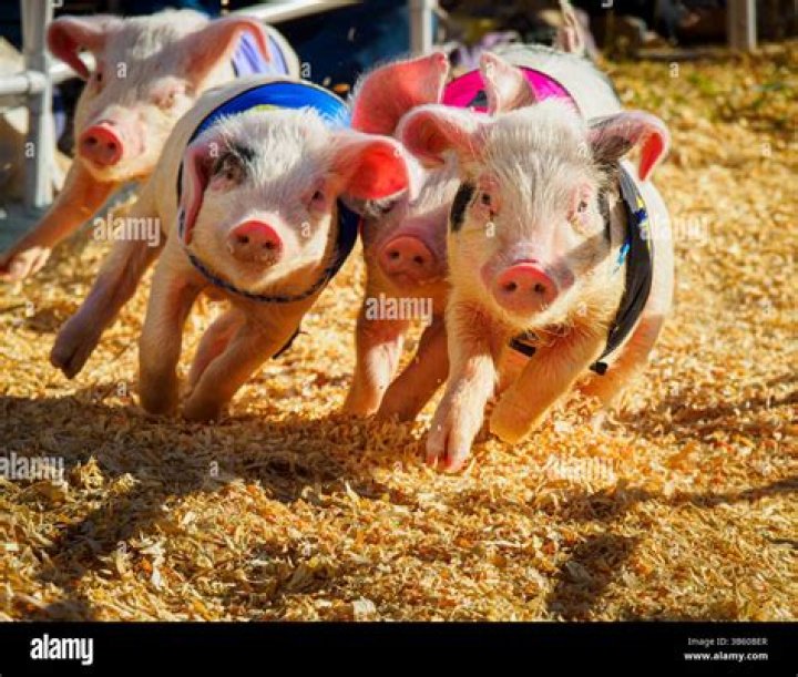 Do pigs mate for life?