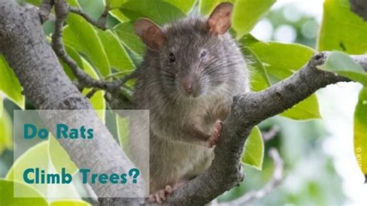 Do rats climb trees UK?