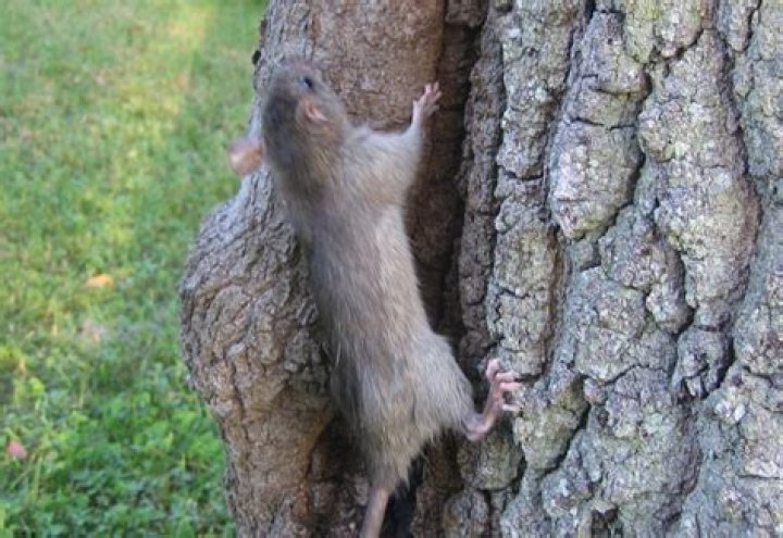 Do rats climb trees?