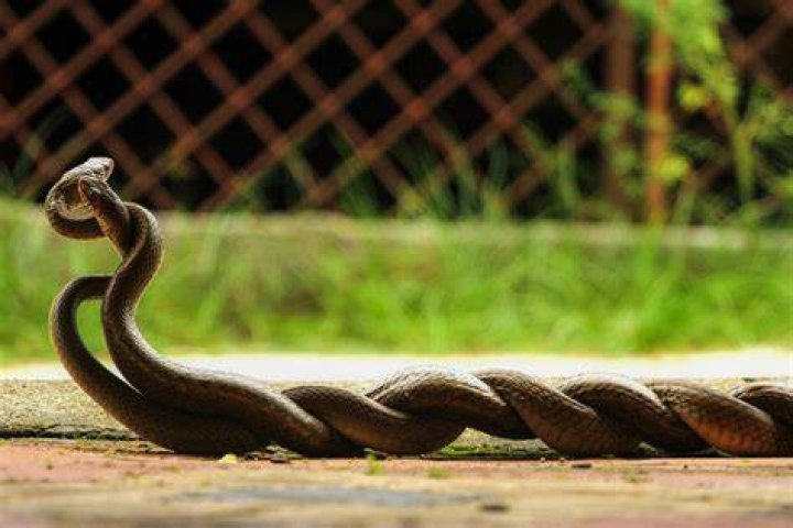 Do snakes have two wieners?